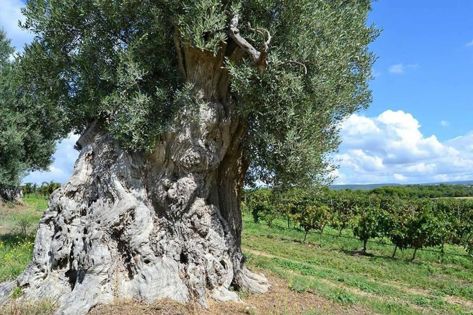 Photo of Others in The Trulli of Alberobello