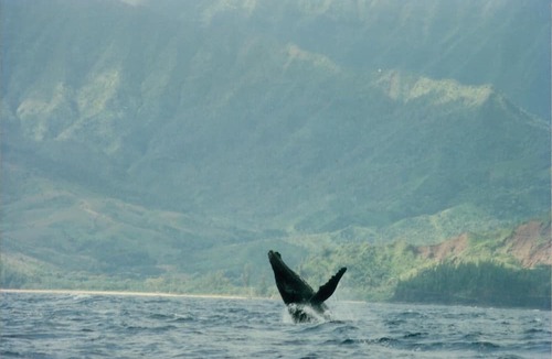 Princeville Condo | HAWAII-Princeville Kauai awarded eco-resort comfortable welcoming vacation home